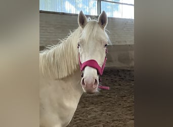 German Riding Pony, Gelding, 2 years, 14.1 hh, Cremello