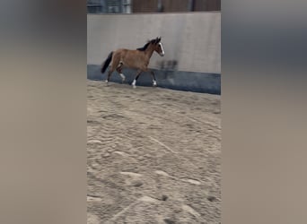 German Riding Pony, Gelding, 2 years, 14.1 hh, Dun