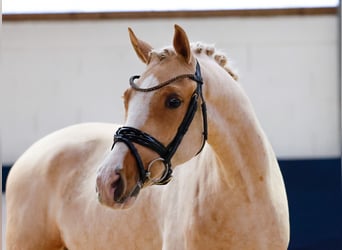 German Riding Pony, Gelding, 2 years, 14,1 hh, Palomino