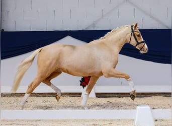 German Riding Pony, Gelding, 2 years, 14,1 hh, Palomino