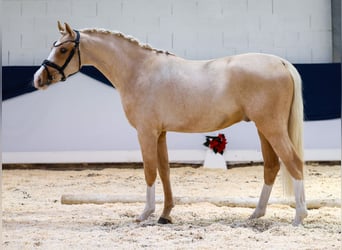 German Riding Pony, Gelding, 2 years, 14,1 hh, Palomino