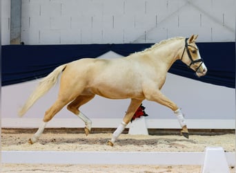 German Riding Pony, Gelding, 2 years, 14,1 hh, Palomino