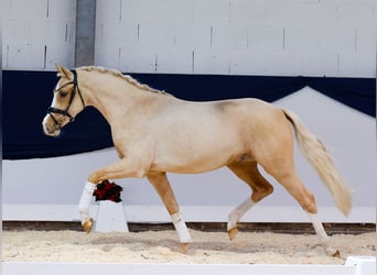 German Riding Pony, Gelding, 2 years, 14,1 hh, Palomino