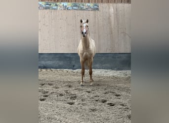 German Riding Pony, Gelding, 2 years, 14.1 hh, Palomino