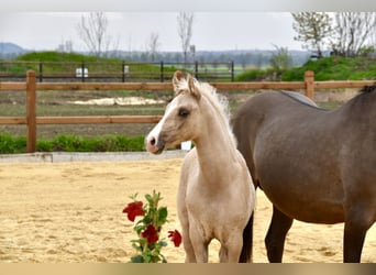 German Riding Pony, Gelding, 2 years, 14.1 hh, Palomino