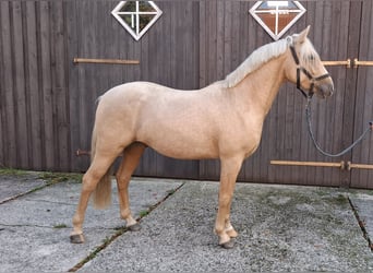 German Riding Pony, Gelding, 2 years, 14,1 hh, Palomino