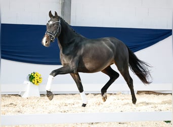 Deutsches Reitpony, Wallach, 2 Jahre, 14,2 hh, Dunkelbrauner