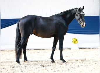 Deutsches Reitpony, Wallach, 2 Jahre, 14,2 hh, Dunkelbrauner