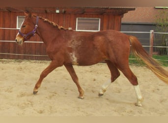 German Riding Pony, Gelding, 2 years, 14.2 hh, Chestnut-Red