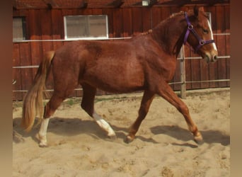 German Riding Pony, Gelding, 2 years, 14.2 hh, Chestnut-Red