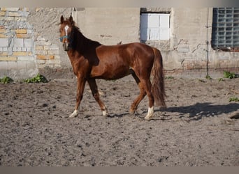 German Riding Pony, Gelding, 2 years, 14.2 hh, Chestnut-Red