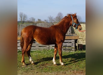 German Riding Pony, Gelding, 2 years, 14.2 hh, Chestnut-Red