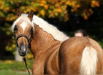 German Riding Pony, Gelding, 2 years, 14.3 hh, Palomino