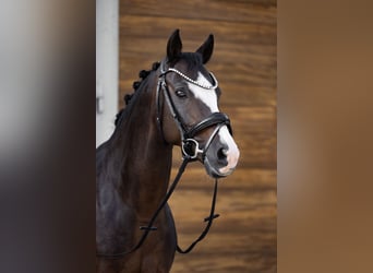 German Riding Pony, Gelding, 2 years, 14 hh, Bay-Dark