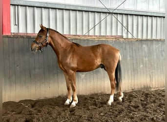German Riding Pony, Gelding, 2 years, 14 hh, Chestnut