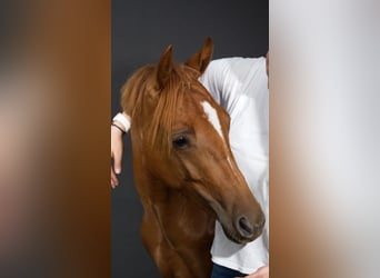 German Riding Pony, Gelding, 2 years, 14 hh, Chestnut-Red