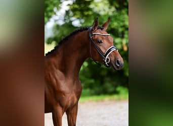 German Riding Pony, Gelding, 2 years, 14,1 hh, Bay-Dark