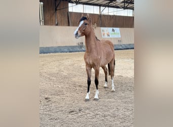 German Riding Pony, Gelding, 2 years, 14,1 hh, Dun