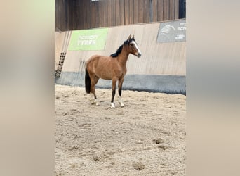 German Riding Pony, Gelding, 2 years, 14,1 hh, Dun