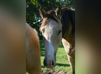 German Riding Pony, Gelding, 2 years, 14,2 hh, Buckskin
