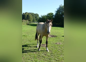 German Riding Pony, Gelding, 2 years, 14,2 hh, Buckskin