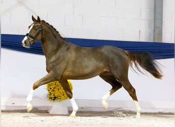 German Riding Pony, Gelding, 2 years, 14,2 hh, Chestnut-Red