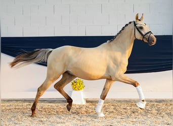 German Riding Pony, Gelding, 2 years, 14,2 hh, Dun