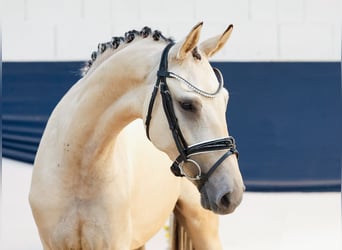 German Riding Pony, Gelding, 2 years, 14,2 hh, Dun