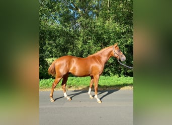 German Riding Pony, Gelding, 2 years, 14,3 hh, Chestnut-Red