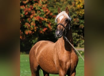 German Riding Pony, Gelding, 2 years, 14,3 hh, Palomino