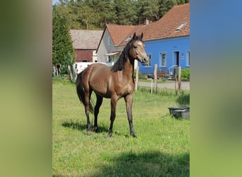 German Riding Pony, Gelding, 2 years, 15.1 hh, Grey German Riding Pony, Gelding, 2 years, 15.1 hh, Grey