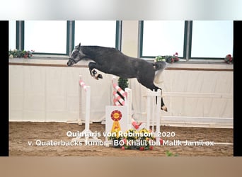 German Riding Pony, Gelding, 2 years, 15.1 hh, Grey German Riding Pony, Gelding, 2 years, 15.1 hh, Grey