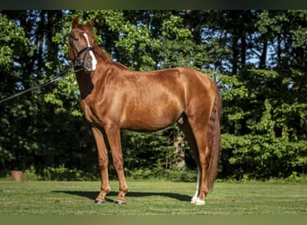 German Riding Pony, Gelding, 2 years, 15.2 hh, Chestnut-Red