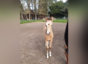 German Riding Pony, Gelding, 2 years, 15 hh, Buckskin