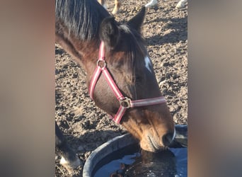 German Riding Pony, Gelding, 2 years, Bay-Dark