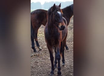 German Riding Pony, Gelding, 2 years, Bay-Dark