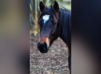 German Riding Pony, Gelding, 2 years, Bay-Dark
