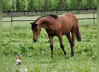 German Riding Pony, Gelding, 2 years, Brown