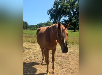 German Riding Pony, Gelding, 2 years, Chestnut-Red