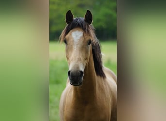 German Riding Pony, Gelding, 2 years