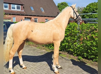 German Riding Pony, Gelding, 2 years, Palomino