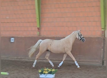 German Riding Pony, Gelding, 2 years, Palomino