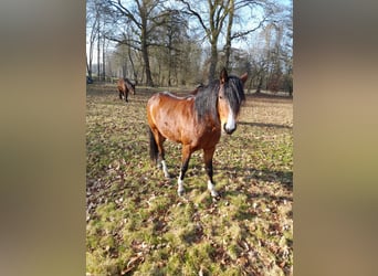 German Riding Pony, Gelding, 3 years, 12.1 hh, Brown