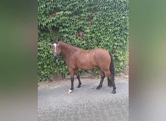 German Riding Pony, Gelding, 3 years, 13.1 hh, Brown