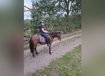 German Riding Pony, Gelding, 3 years, 13.1 hh, Brown