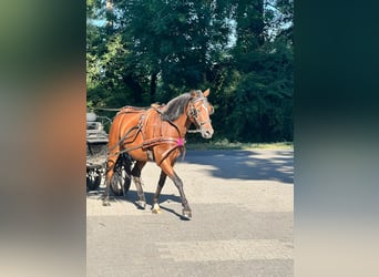 German Riding Pony, Gelding, 3 years, 13.1 hh, Brown