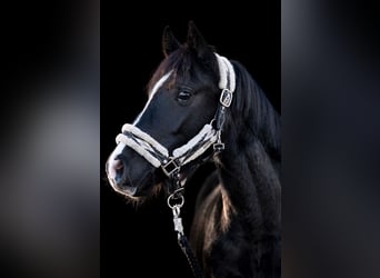 German Riding Pony, Gelding, 3 years, 13.2 hh, Black
