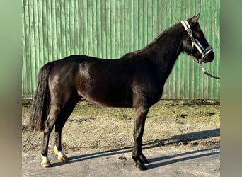 German Riding Pony, Gelding, 3 years, 13.2 hh, Black