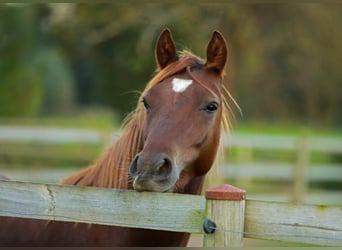 German Riding Pony, Gelding, 3 years, 13.2 hh, Chestnut-Red