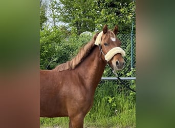 German Riding Pony, Gelding, 3 years, 13.2 hh, Chestnut-Red